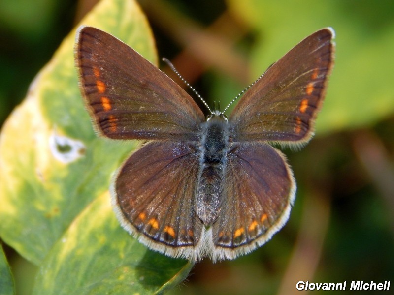 Polyommatus icarus ....variante.